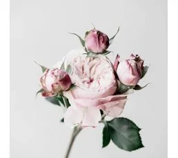 CEANOTHE Tableau Sur Toile Roses 45x45 Cm Naturel   Rose