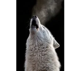 CEANOTHE Tableau Sur Verre Synthétique Cri De Loup 65x97 Cm Naturel   Beige