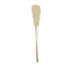 Lot De 6 Herbes De Pampa "séchées" 60cm Beige