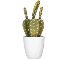 Succulente / Cactus H. 18 cm  Vert